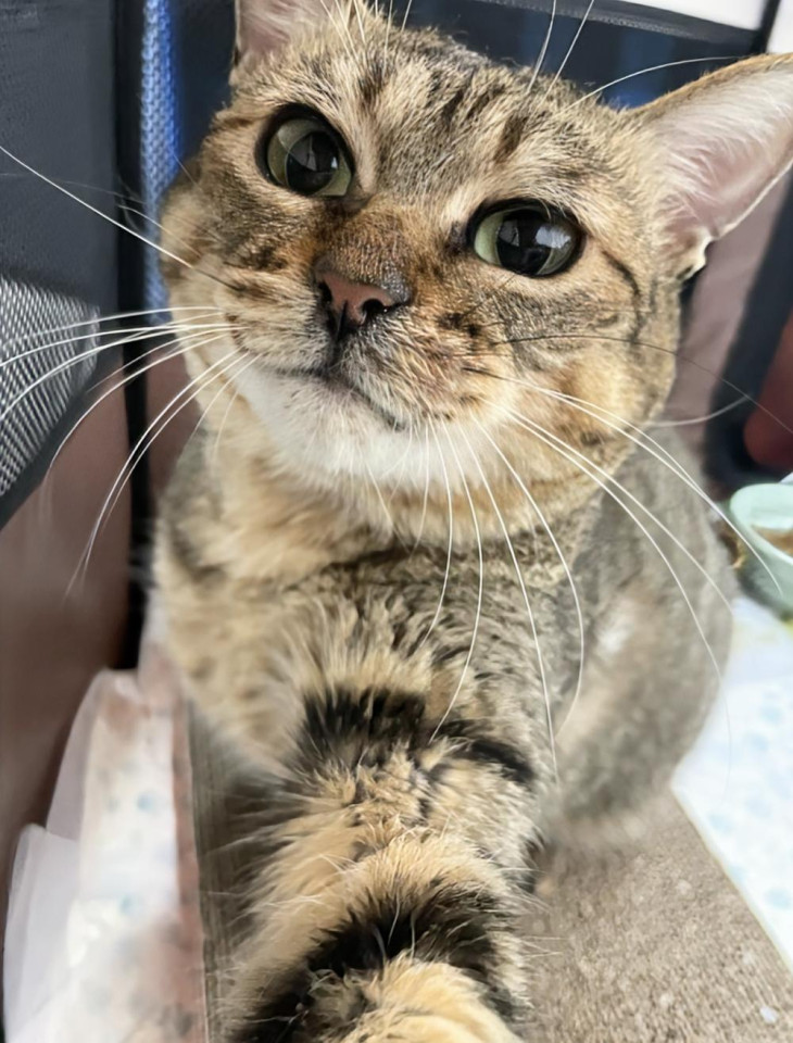 ◆脊髄損傷のうずらちゃん◆