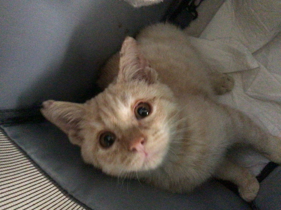 可愛いベージュ色の男の子