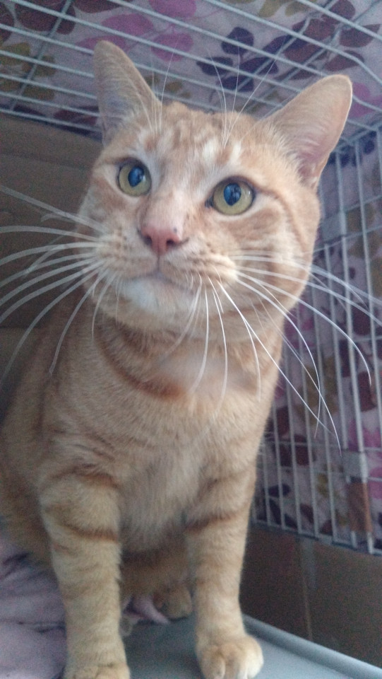 人懐っこい茶トラくん