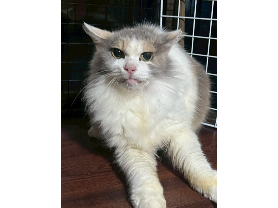 パステルミケかれんちゃん