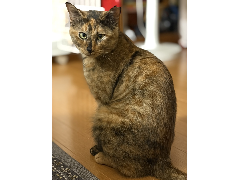 サビ猫　ご飯の時お座りできるようになりま