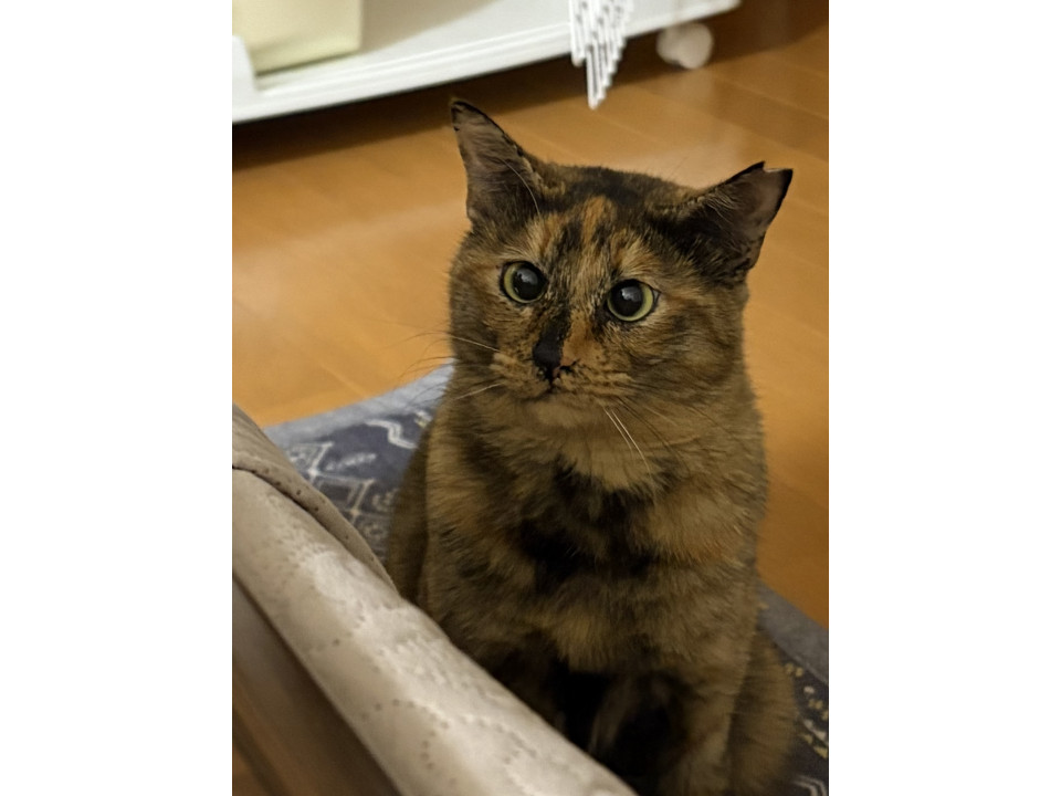 サビ猫　女の子です