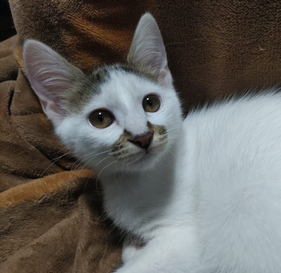 人、猫、犬好きな子猫ちゃん