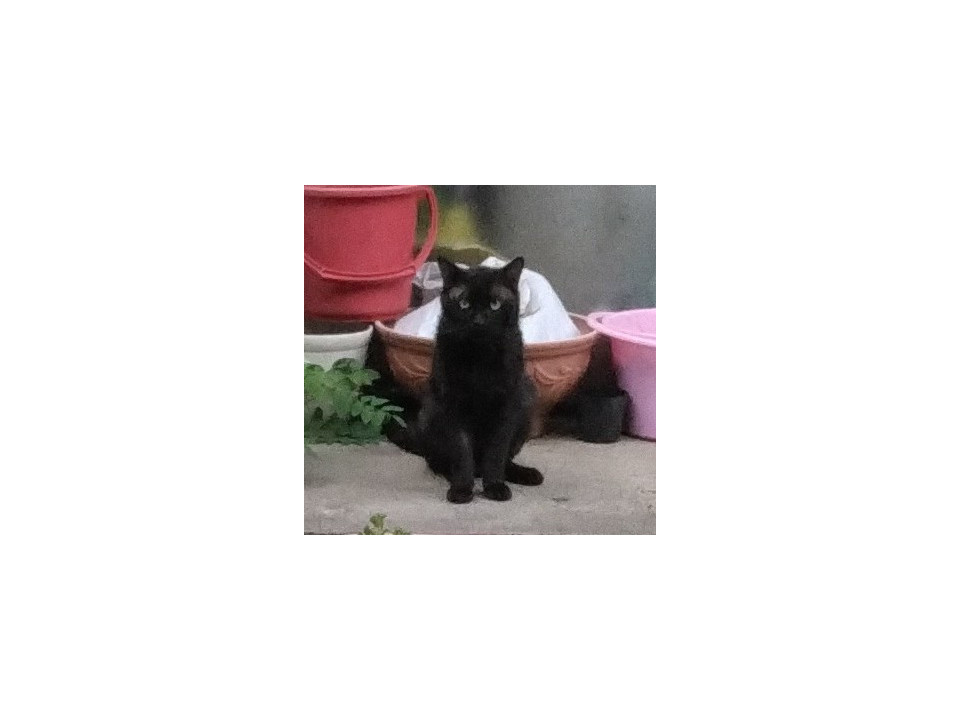 里親さんか保護親さん募集