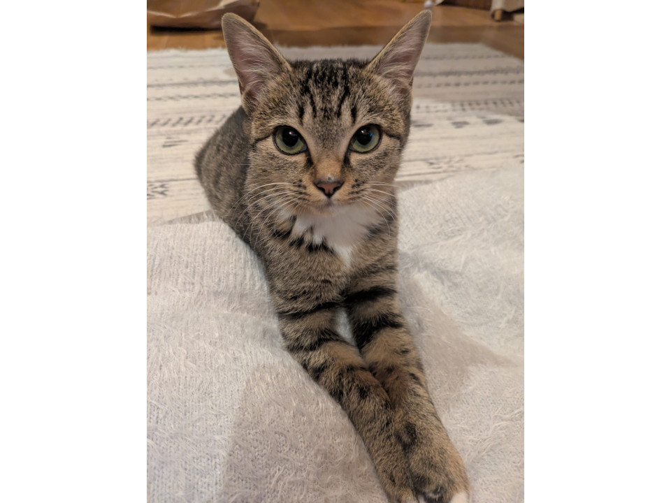 美人なキジさん