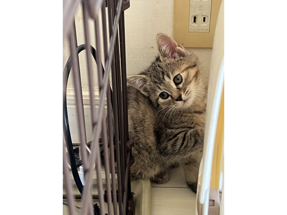 やんちゃなキジトラさん