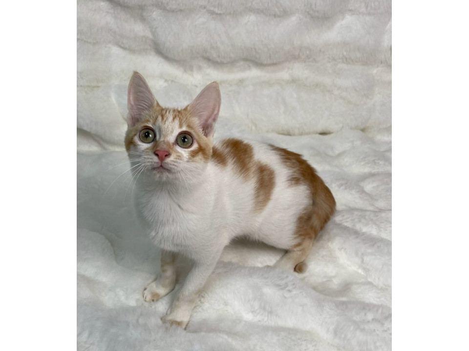 白茶子猫♀@約3ヶ月