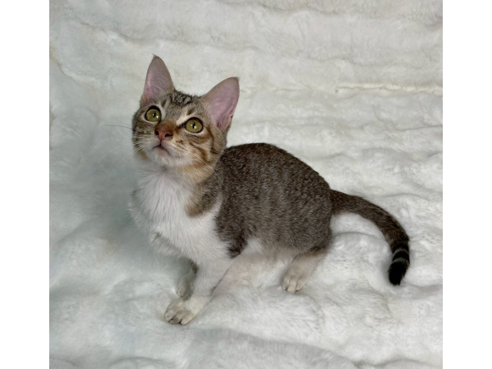 キジ白子猫♂@約3ヶ月