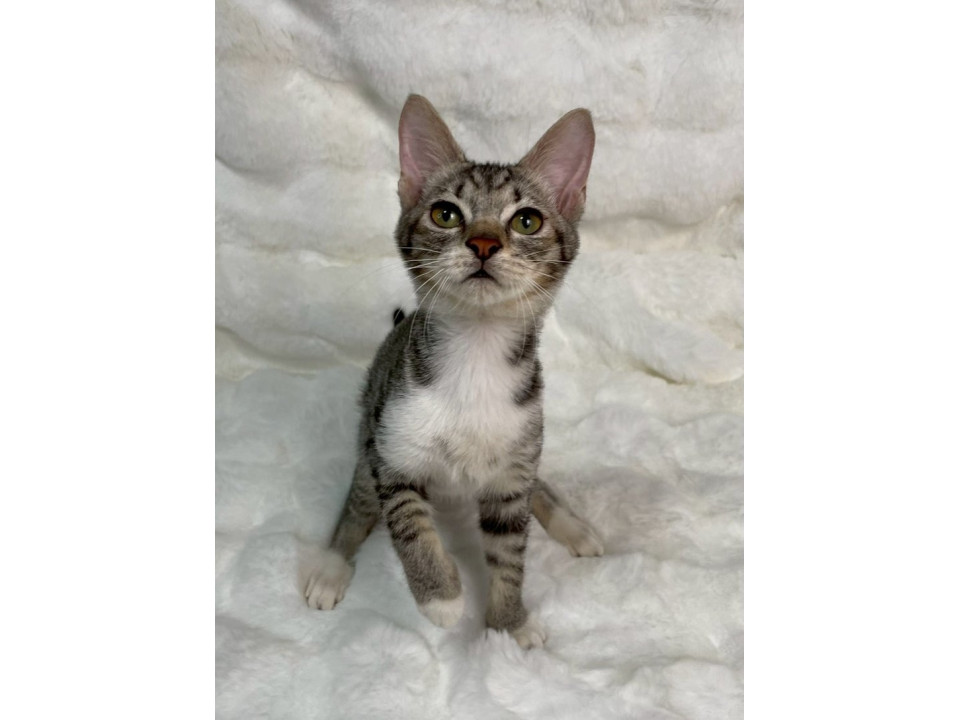 キジ白子猫♂@約3ヶ月