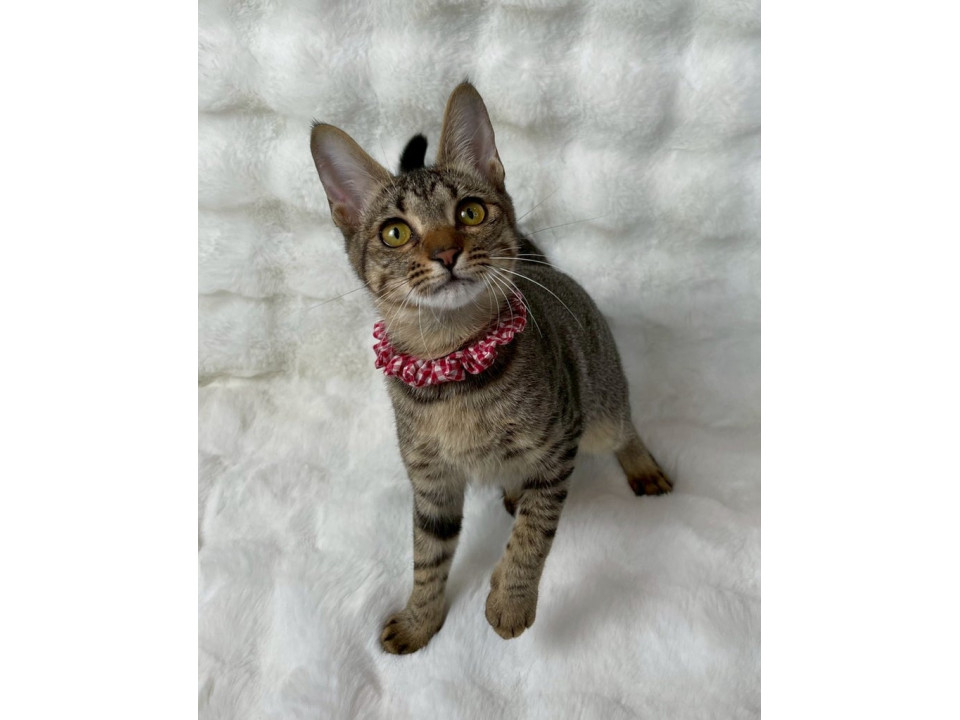 キジトラ子猫♀@約6ヶ月未満