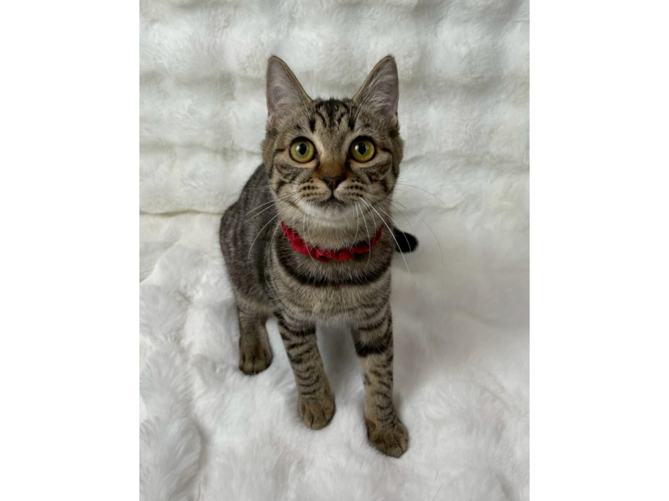 キジトラ子猫♀@約6ヶ月未満