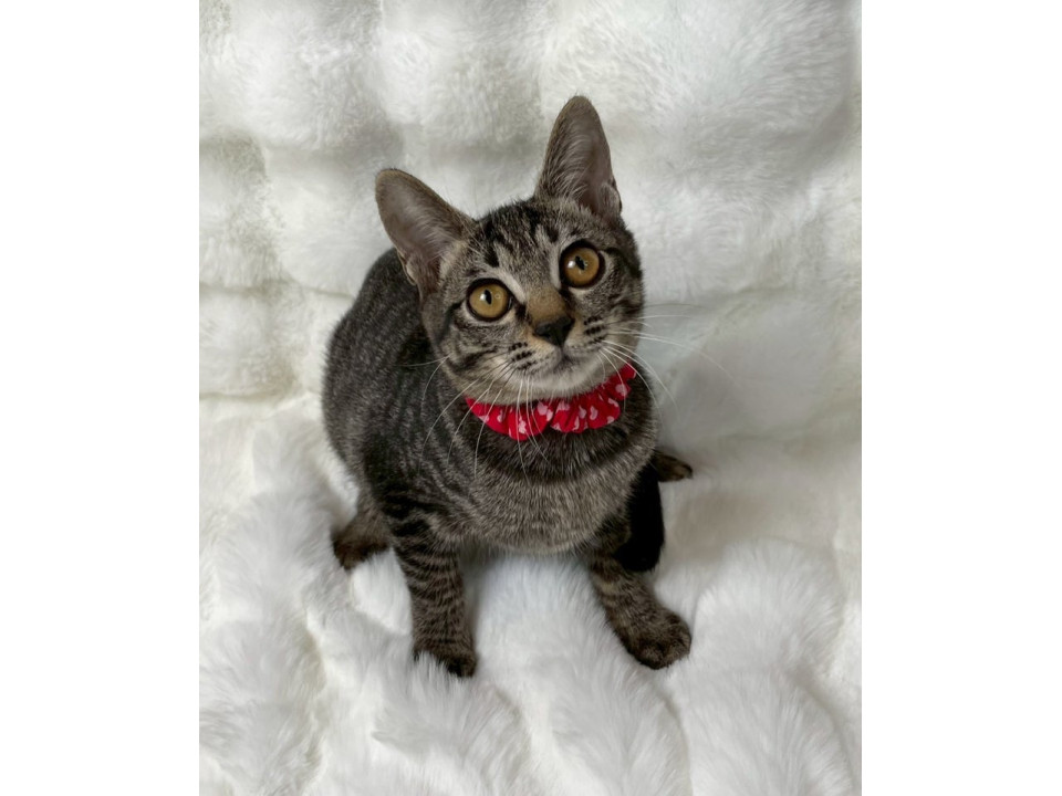 キジトラ子猫♀@約5ヶ月未満