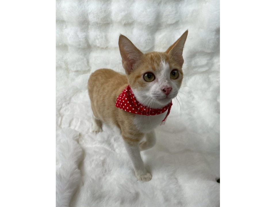 茶トラ白子猫♂@約6ヶ月未満