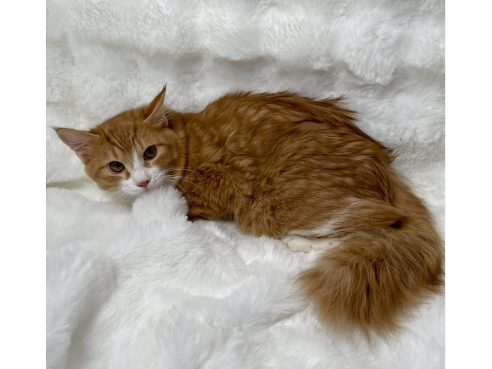 茶トラ白中毛子猫♂@約6ヶ月