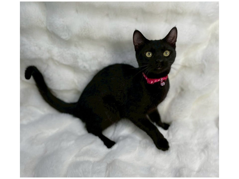 黒子猫♂@約5ヶ月