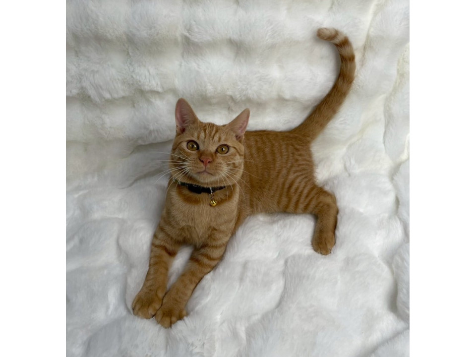 茶トラ子猫♂@約5ヶ月