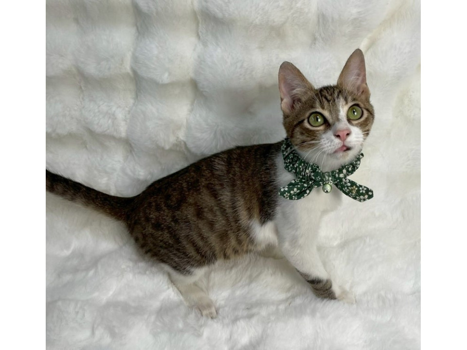 キジ白子猫♂@約4ヶ月