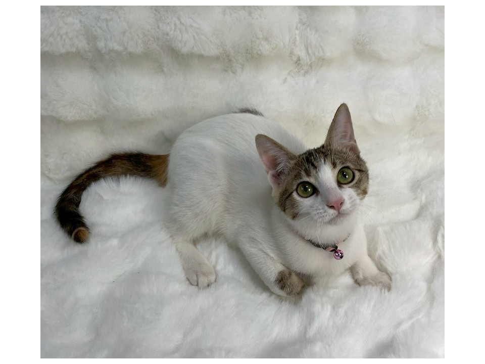 白三毛子猫♀@約4ヶ月