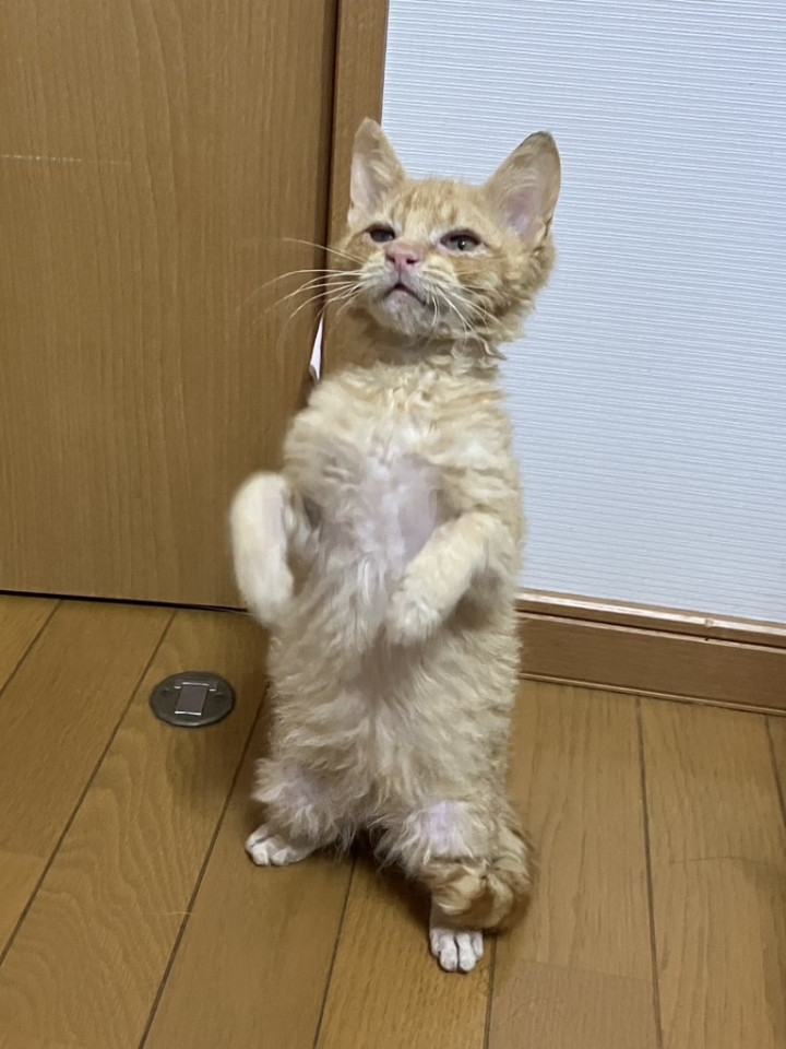 くりくりカールの珍しい毛質　人慣れ抜群