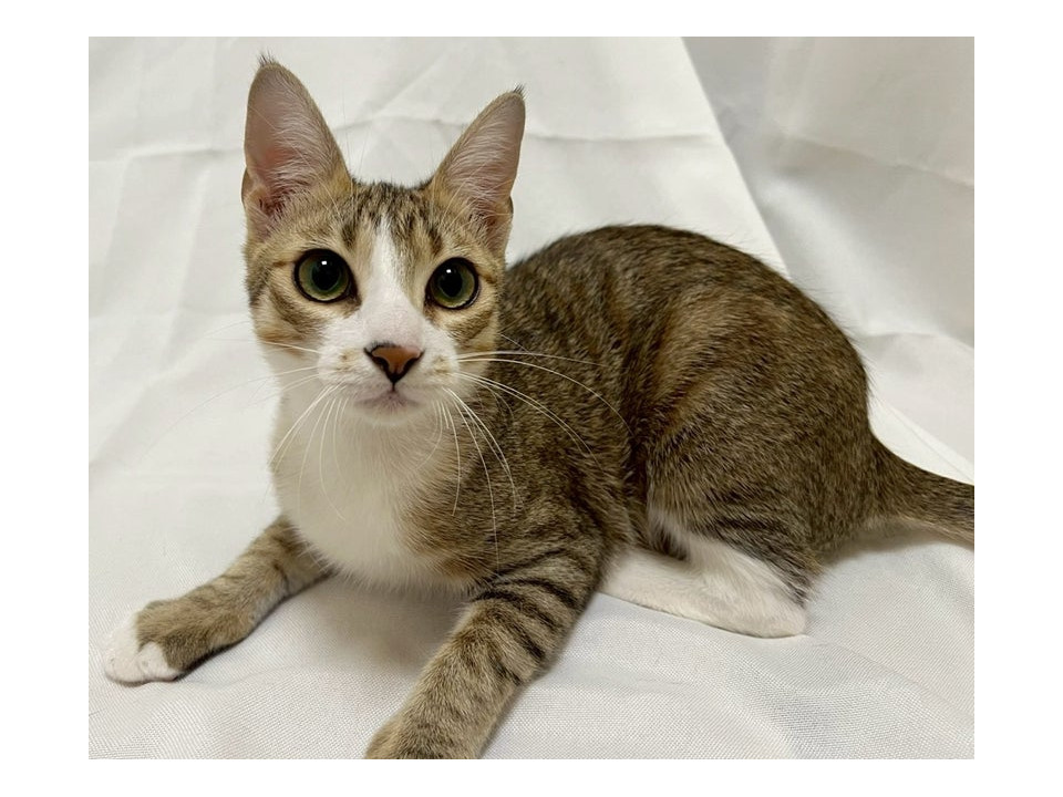 キジ白子猫♂@約6ヶ月