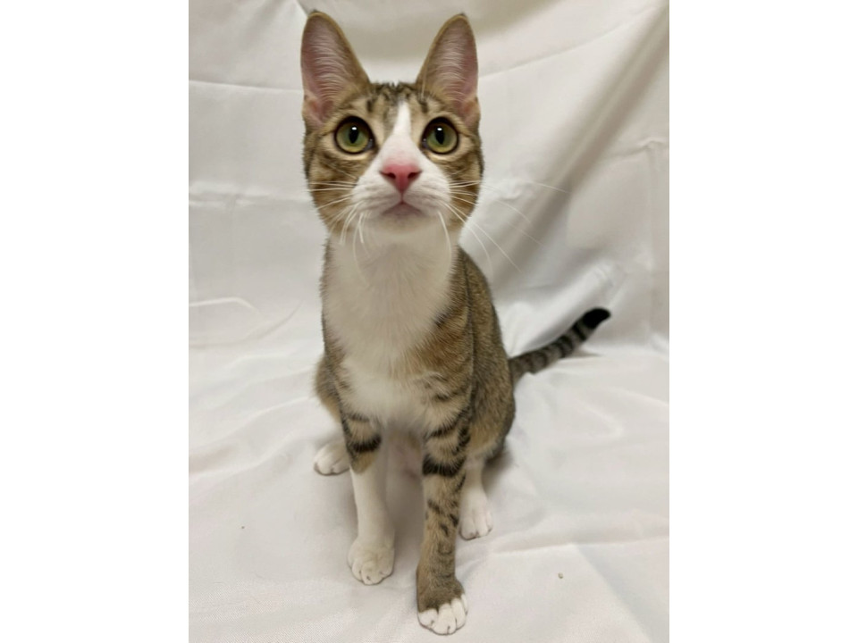 キジ白子猫♂@約6ヶ月