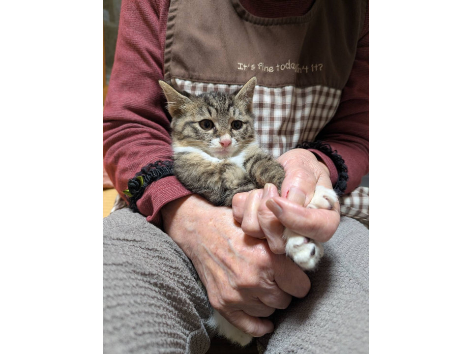 可愛いミケちゃん＆ソックスちゃん姉妹