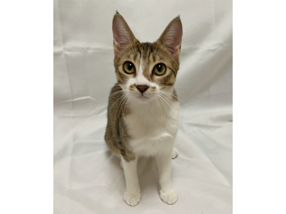 キジ白子猫♂@約6ヶ月