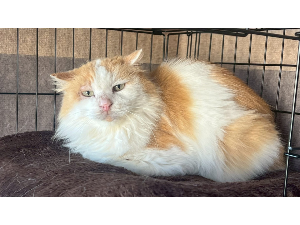 美猫なシャーシャーかぐらくん