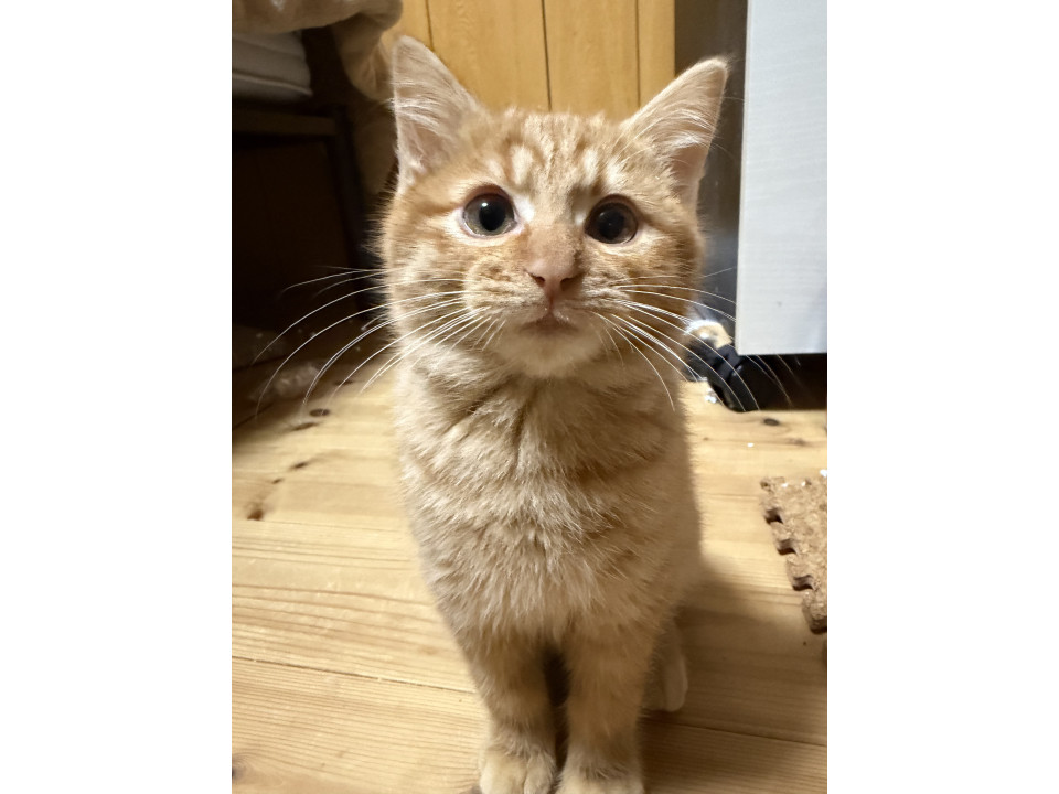 ふわふわ可愛い茶トラ猫