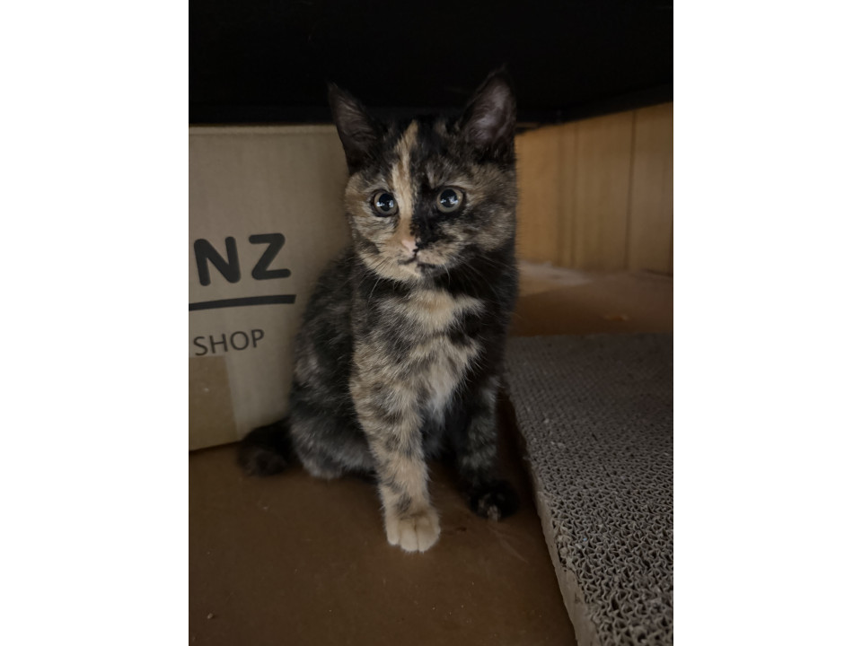 ふわふわ毛色の美しいさび猫