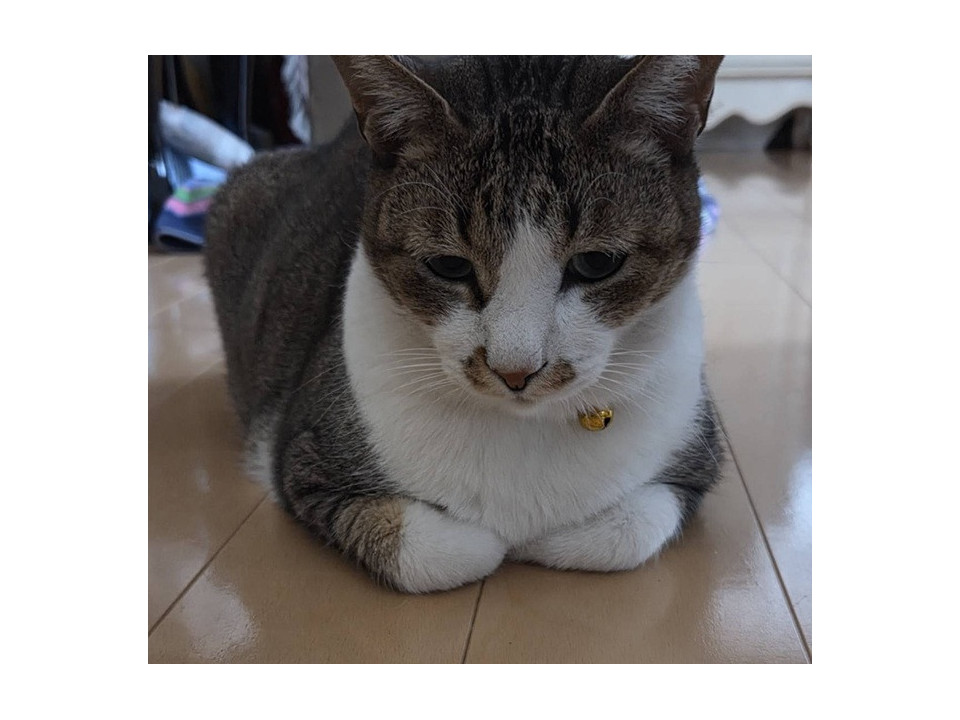 おとなしくてテレビ好きなひめちゃん