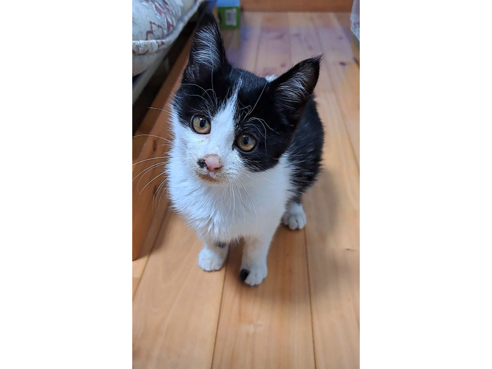 ちょいふわﾊﾁﾜﾚ女子♡