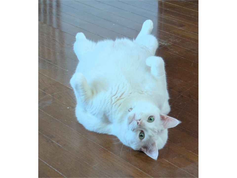 ぽっちゃり白猫くん