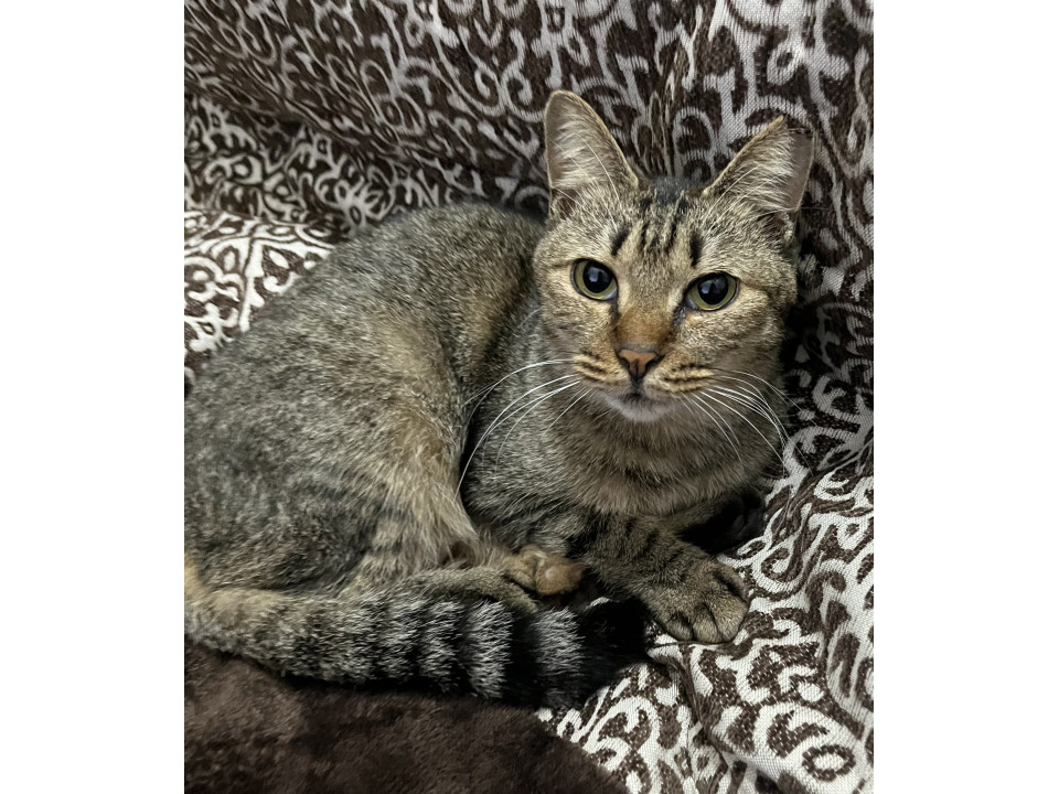 直接甘えん坊の女の子です