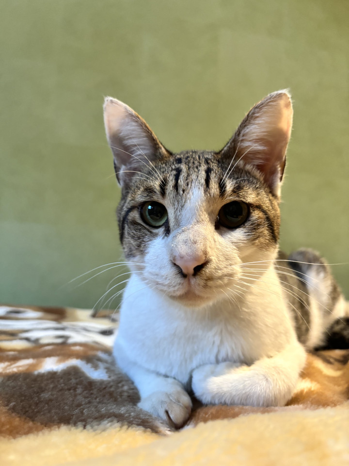 膝の上でご満悦♡人恋しさ満点のブン太