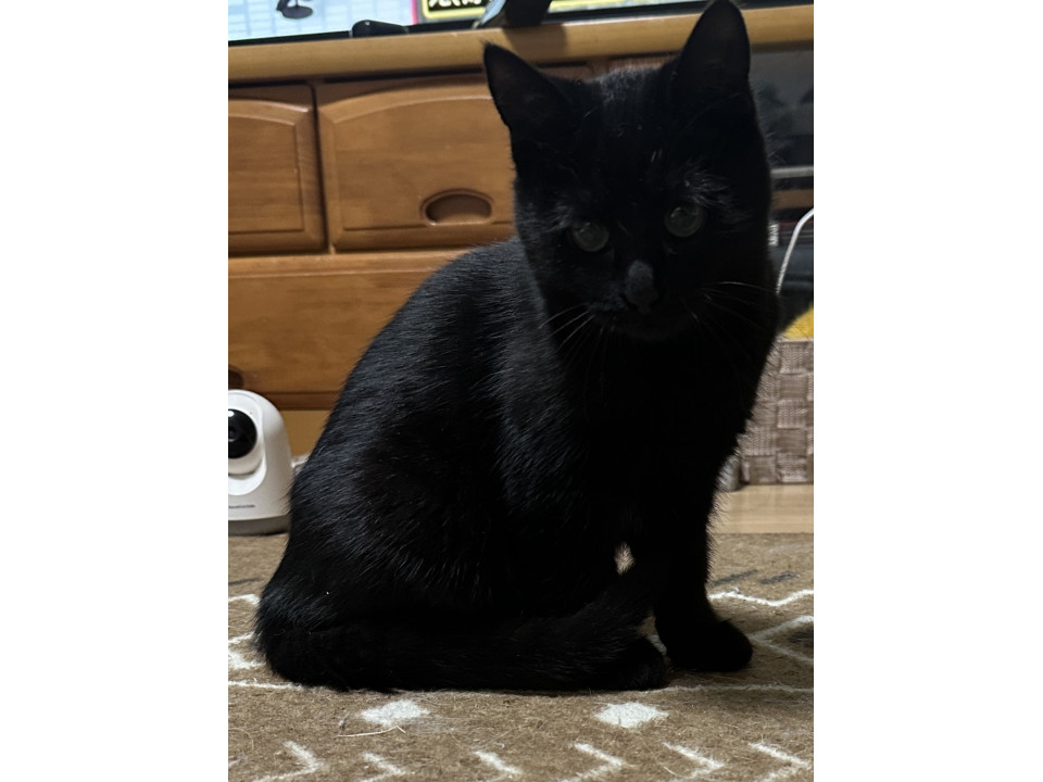 かわいいクロネコちゃん