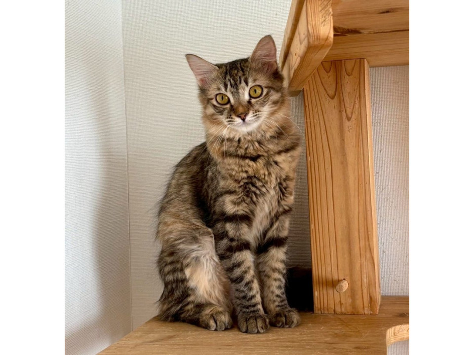 キジ三毛子猫中毛♀@約6ヶ月