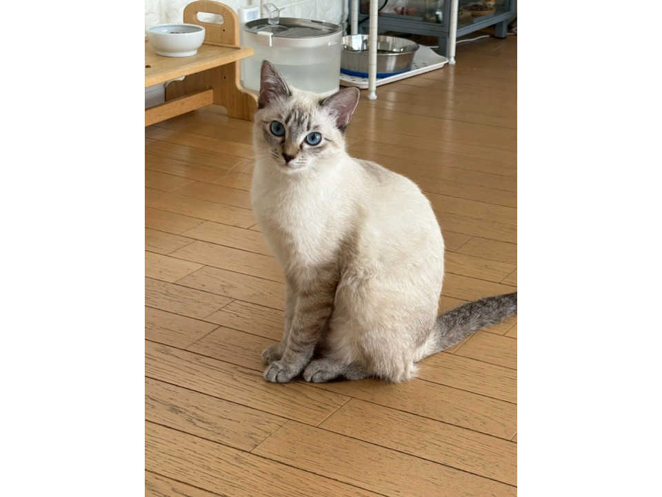 シャム子猫♀@約6ヶ月