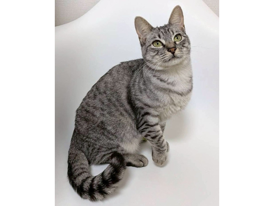 グレーキジトラ子猫♀@約5ヶ月