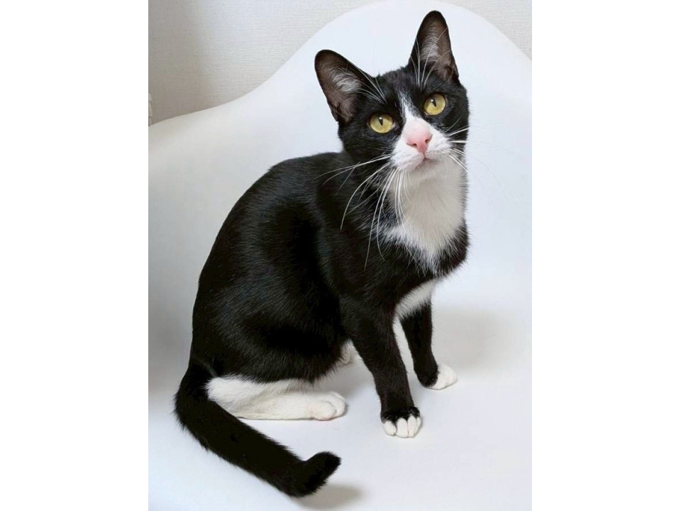 黒白ハチワレ♂@約一歳