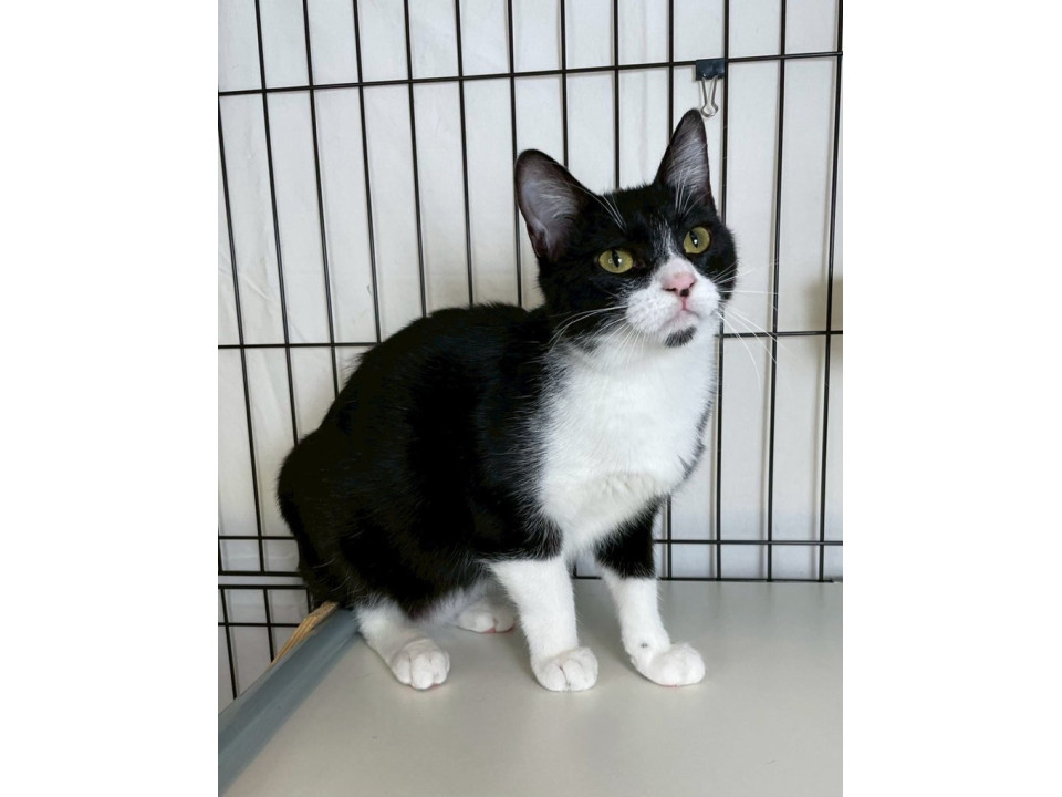 黒白ハチワレ子猫♀@約6ヶ月