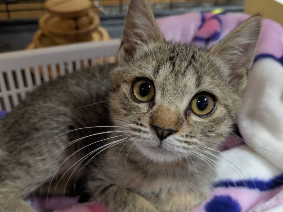 素朴でかわいい　キジトラの男の子