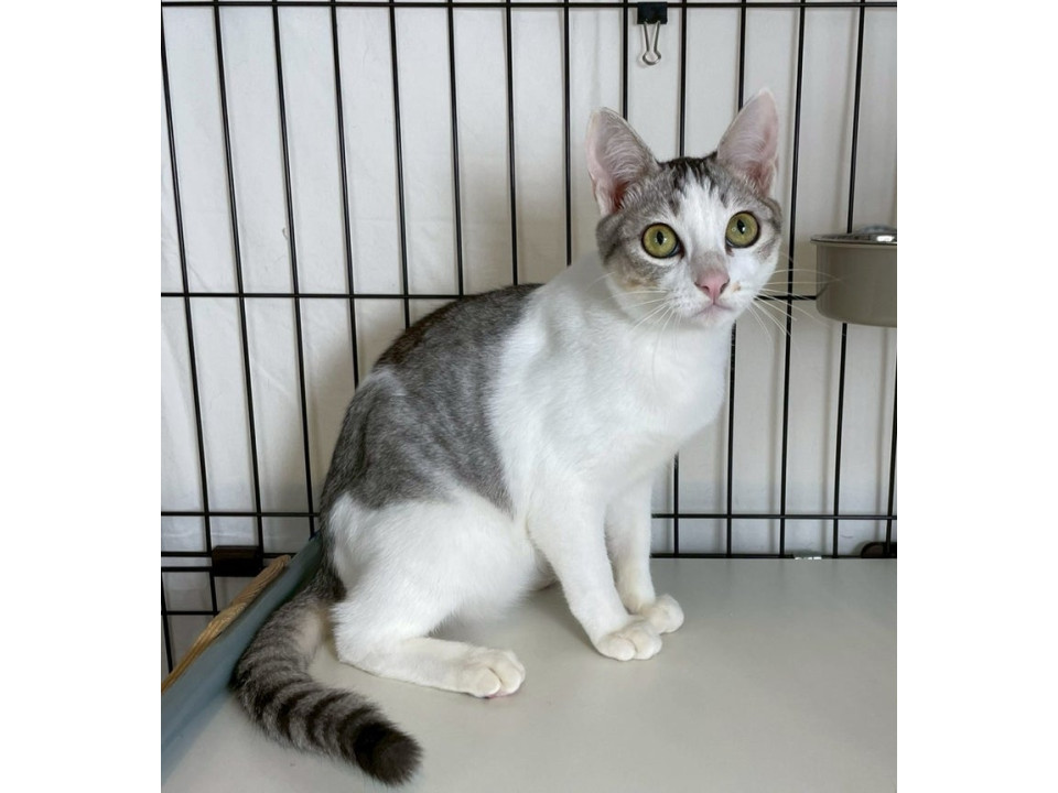 キジ白子猫♂@約6ヶ月