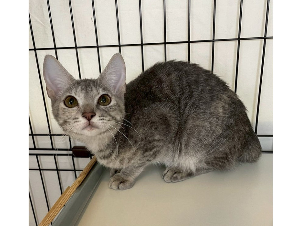 グレーキジトラ♀@約5ヶ月