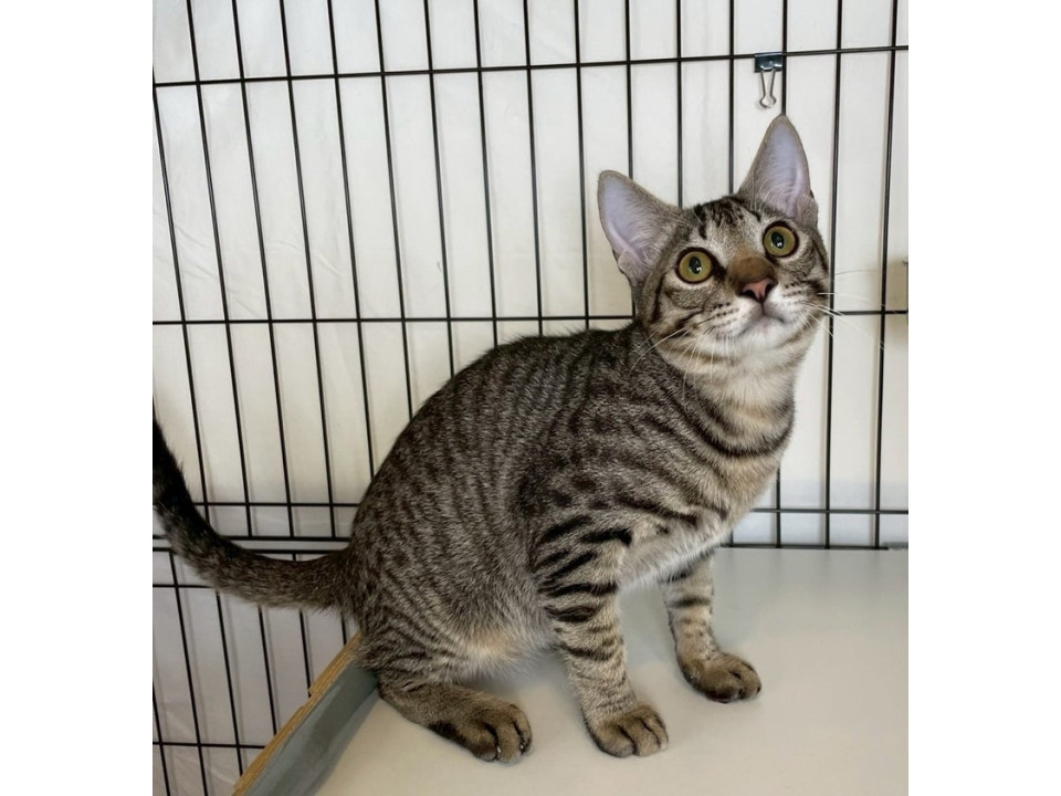 キジトラ子猫♂@約5ヶ月