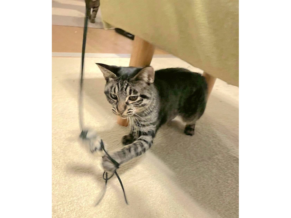 少しづつ慣れてきましたキジトラ男の子