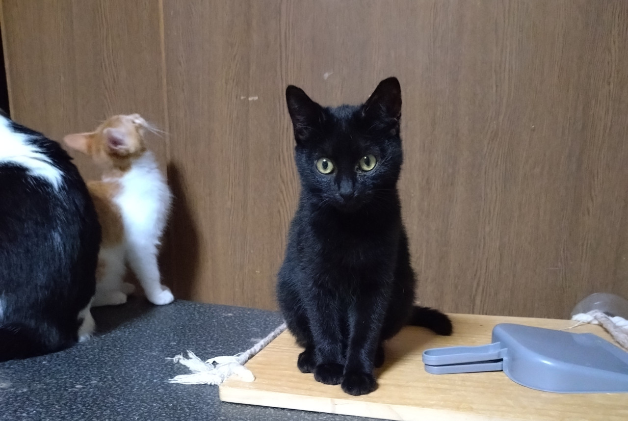 ころころ　ころこ