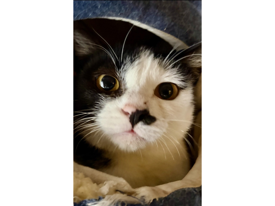 キュートで目ヂカラ強めのハチワレちゃん