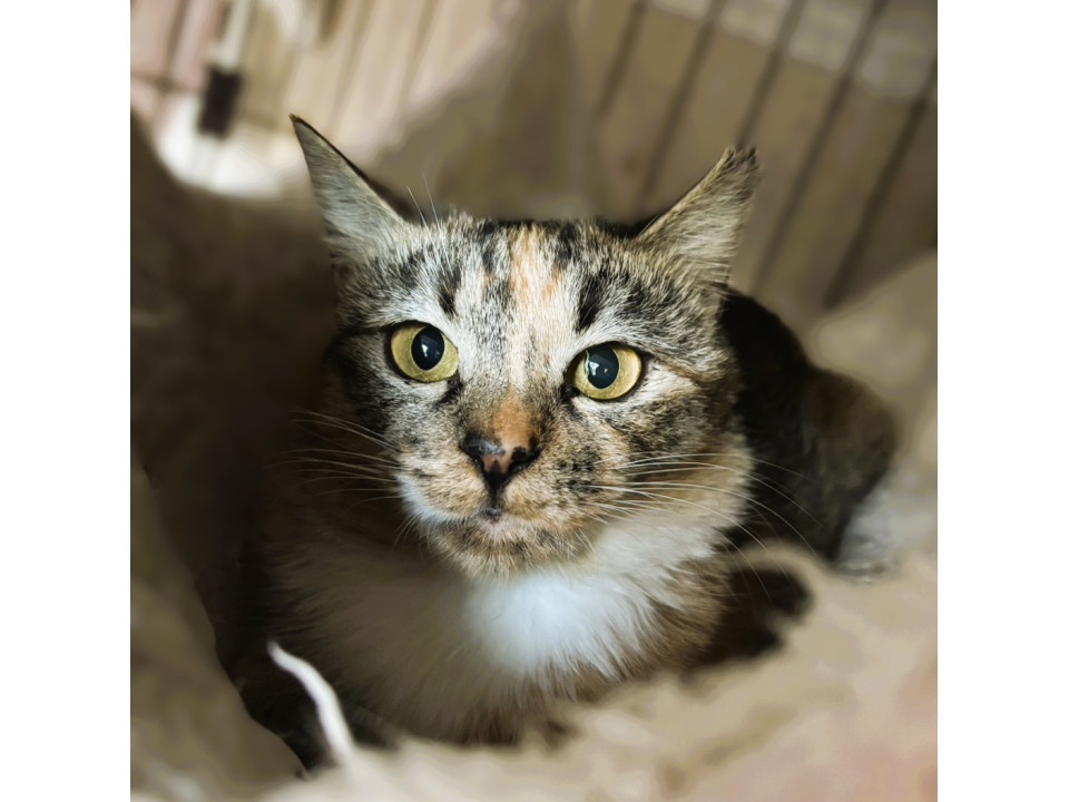 ◆12/27◆可愛いおめめクリクリ縞ミケ