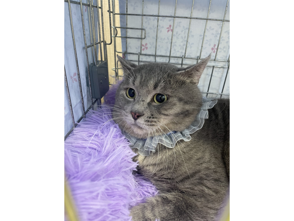 抱っこ大好きなグレートラ♂です♪